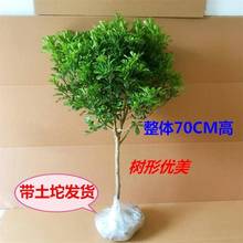 树形独杆米兰盆栽花苗四季好养的花开花不断室内香花植物净化空气