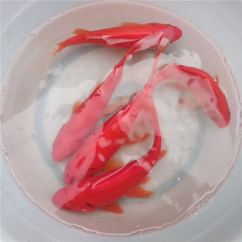 包邮红草5条装活体锦鲤金鱼草金冷水鱼观赏鱼活鱼饲料锦鲫鱼苗鱼1