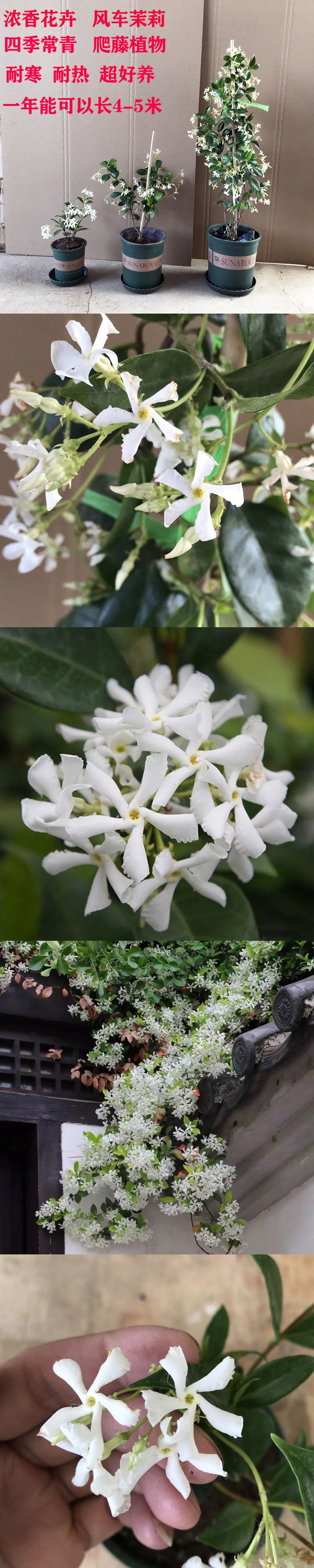 爬藤植物银丝茉莉风车茉莉浓香花卉庭院阳台花卉四季常青飘香藤
