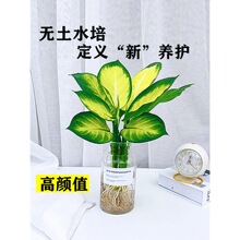 水培植物玛丽安盆栽花叶万年青吉利红万年红室内花卉绿植四季常青