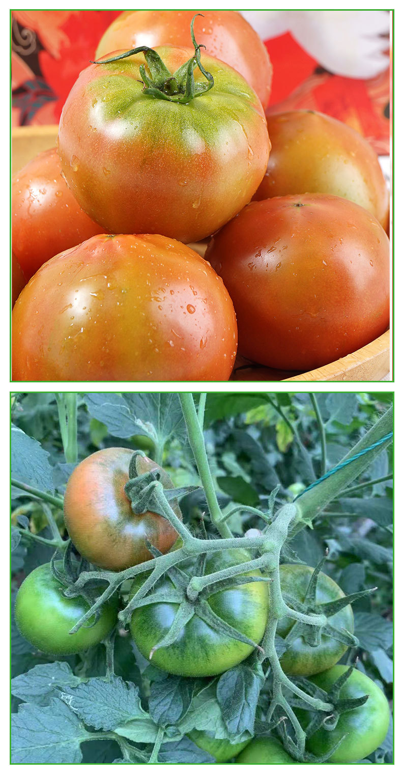 康然水果生鲜批发代发黄筋西红柿番茄洋柿子生吃西红柿5斤