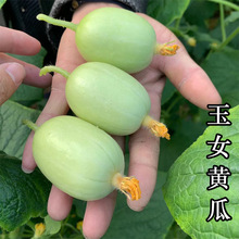 金童玉女迷你水果黄瓜种籽拇指小黄瓜种子春四季蔬菜特色盆栽标准