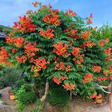 墙体开花藤本植物大花凌宵花苗攀缘花卉庭院墙面绿化墙上棚架爬藤