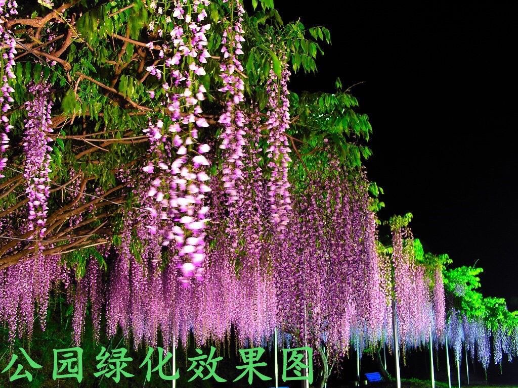 紫藤花苗爬藤植物四季种植开花树苗庭院围栏藤本花卉盆栽紫藤萝蔓