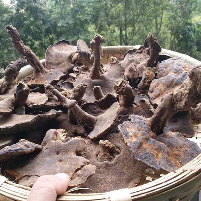 灵芝 黑芝 玄芝黑肉假芝假芝皱盖假芝香血灵芝