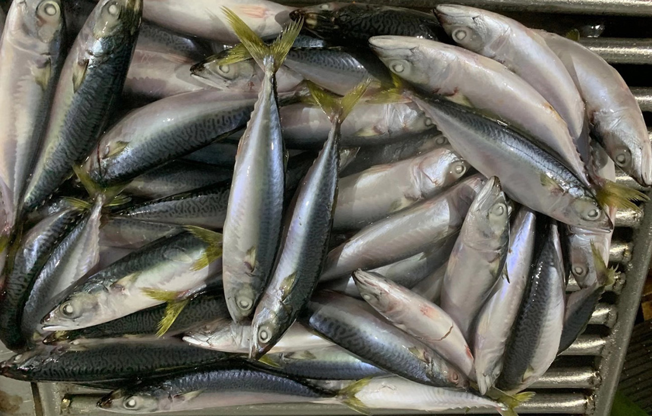 块冻灯光围网a 60-80条鲭鱼冷冻水产青花鱼冻货青占鱼油胴速冻品