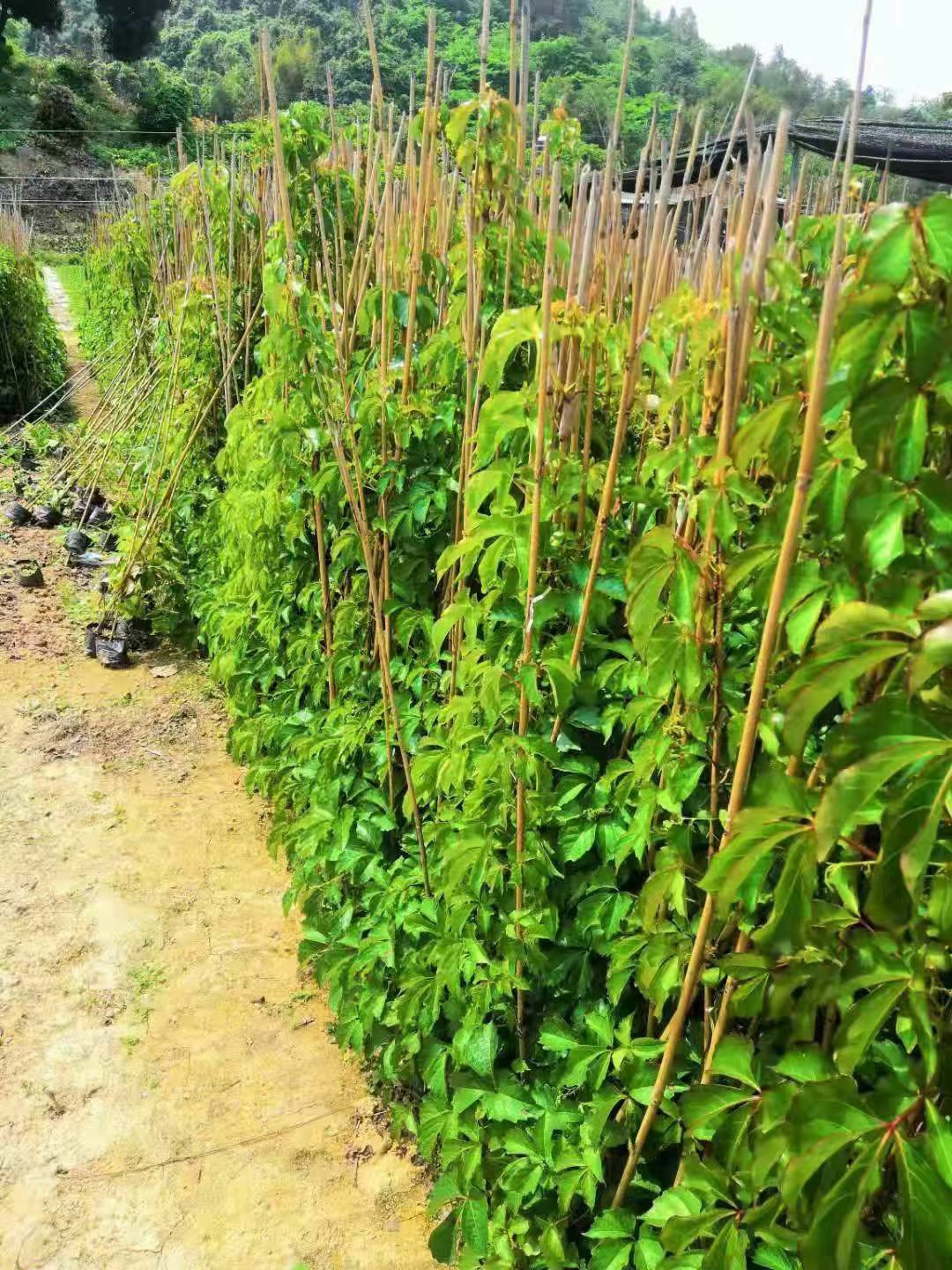 批发爬山虎苗 五叶地锦棚架爬山虎小苗 庭院藤本植物绿植墙体绿化