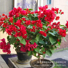 三角梅苗 红色三角梅花卉地栽盆景 室内阳台植物盆栽南方植物