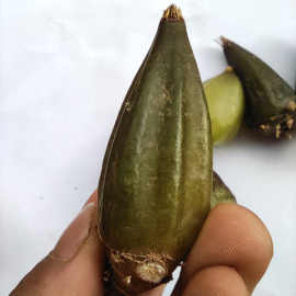 性滋补药材新鲜石橄榄野生石猪心大叶石仙桃温补山石蒜子