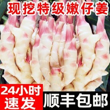 嫩姜新鲜大仔姜子姜山东红芽生姜四川指头姜非云南小黄姜老醋鲜姜