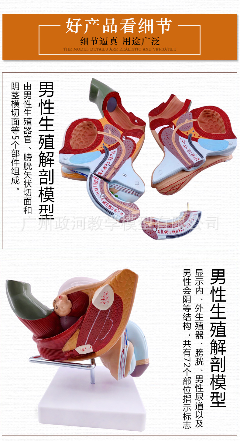 教学仿真男性生殖泌尿系统标本内外生殖模型睾丸解剖模型医疗教具