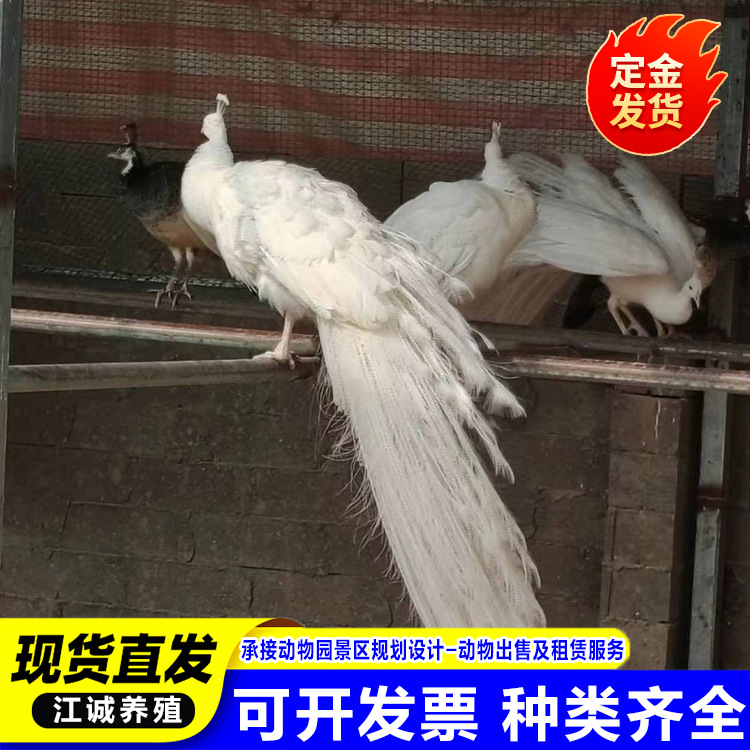 大尾巴观赏孔雀活体 出售纯种白孔雀幼苗 成年开屏蓝孔雀养殖场