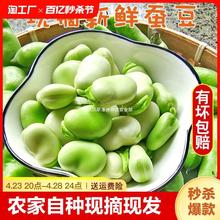 新鲜蚕豆 农家自种胡豆现摘带壳兰花豆罗汉豆5斤时令蔬菜豆荚9斤
