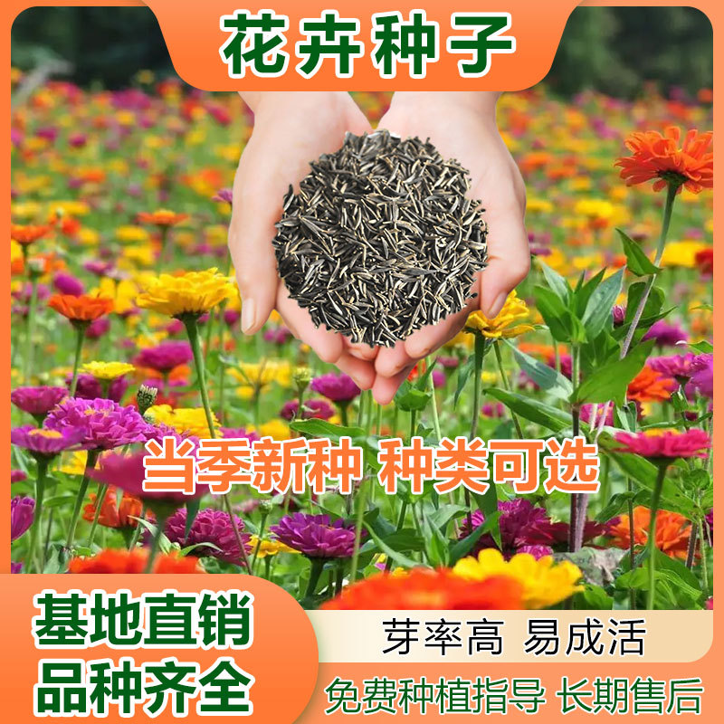 观赏花海花卉种子批发 公园绿化波斯菊百日草花种子供应种类齐全
