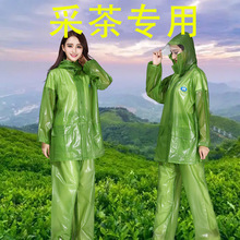 采茶雨衣雨裤套装女全身防暴雨分体式摘茶户外农用干农活雨衣防风