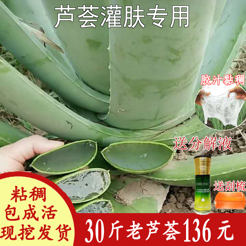 大颗30斤美容院芦荟灌肤美国库拉索纳豆奶芦荟盆栽苗植物补水