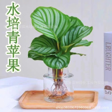 青苹果竹芋盆栽水培植物花卉植物室内花大叶绿植好养桌面四季常青