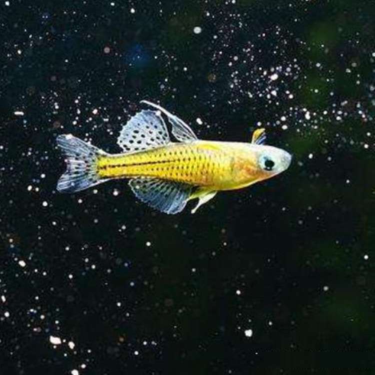 珍珠燕子鱼活体 阿鲁燕子鱼草缸热带鱼淡水群游鱼观赏鱼渔场批发