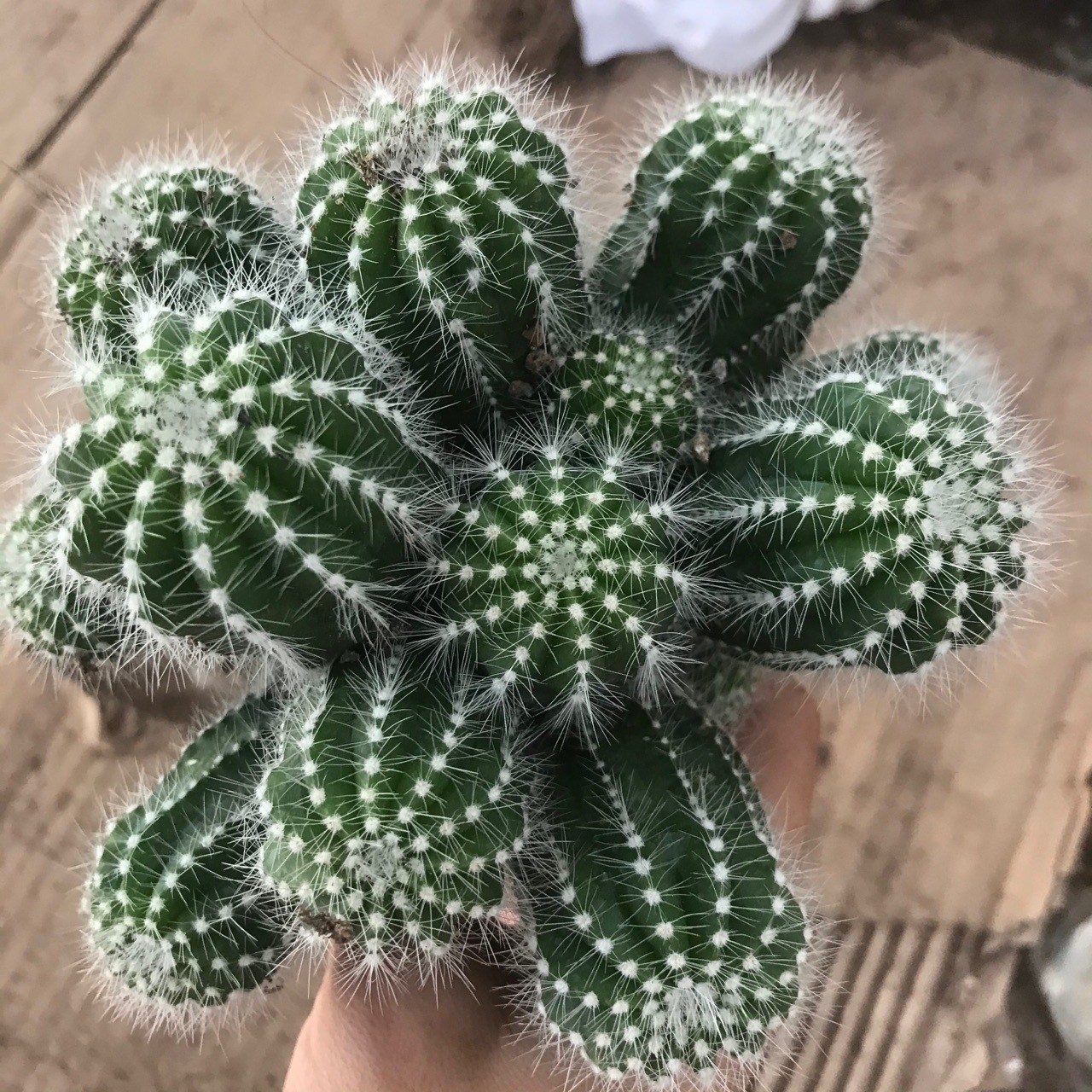 银冠多头群生仙人球 盆栽掌形多肉植物