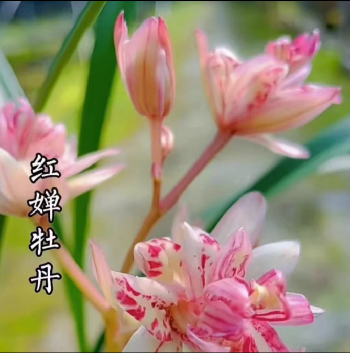 建兰花卉绿植盆栽浓香老种当年红婵开花兰花苗牡丹包邮阳台其他