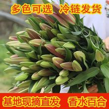 云南昆明百合花批发多头香水百合鲜花真花整扎直批鲜花基地直发