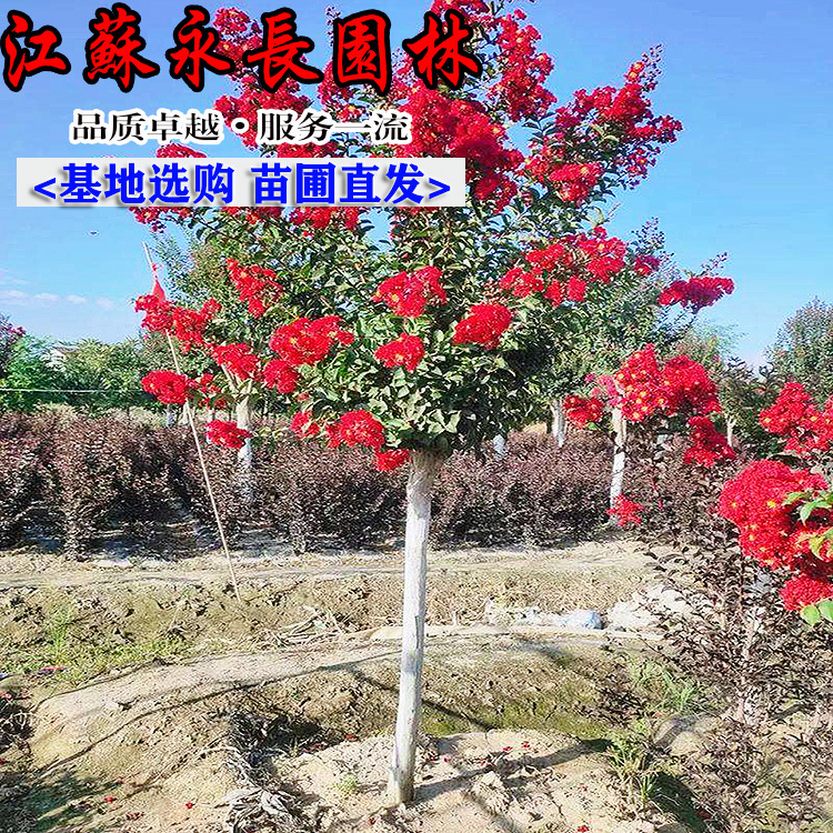 苗圃红火箭紫薇树百日红紫薇树苗耐寒国旗红园林观赏花卉植物地栽