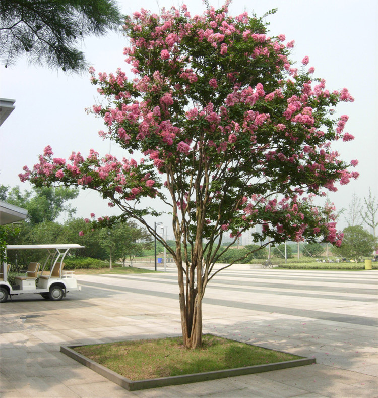 丛生紫薇树苗庭院种植大型紫薇花盆栽美国红火箭绿化风景树苗耐寒