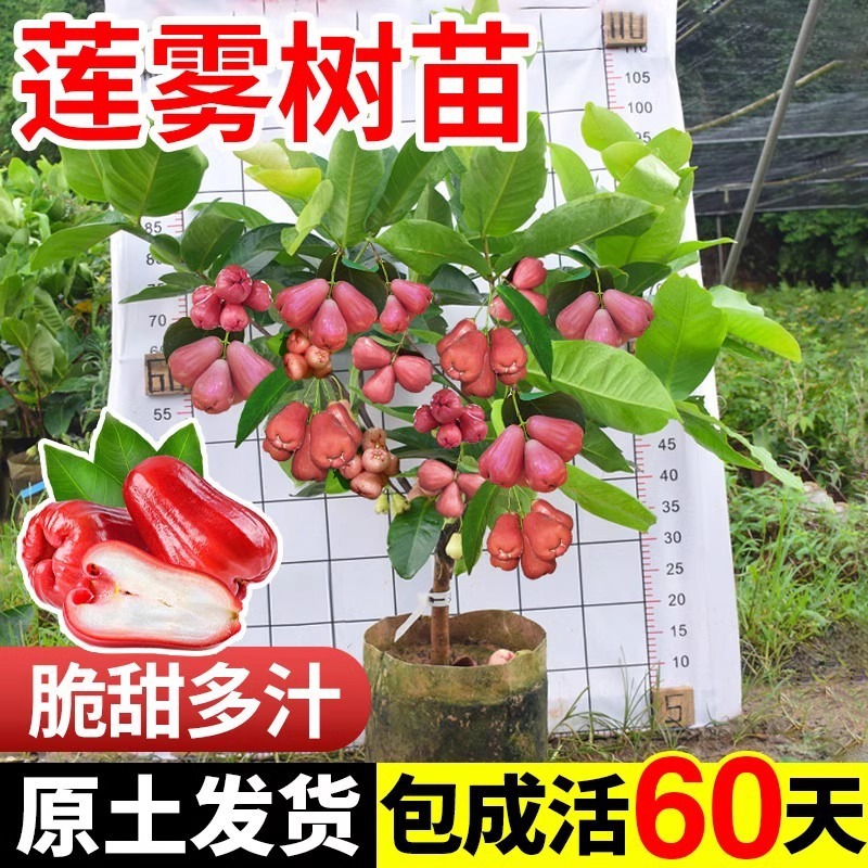 莲雾树苗黑糖芭比大叶红台湾嫁接南方果树庭院地栽带土四季好养活