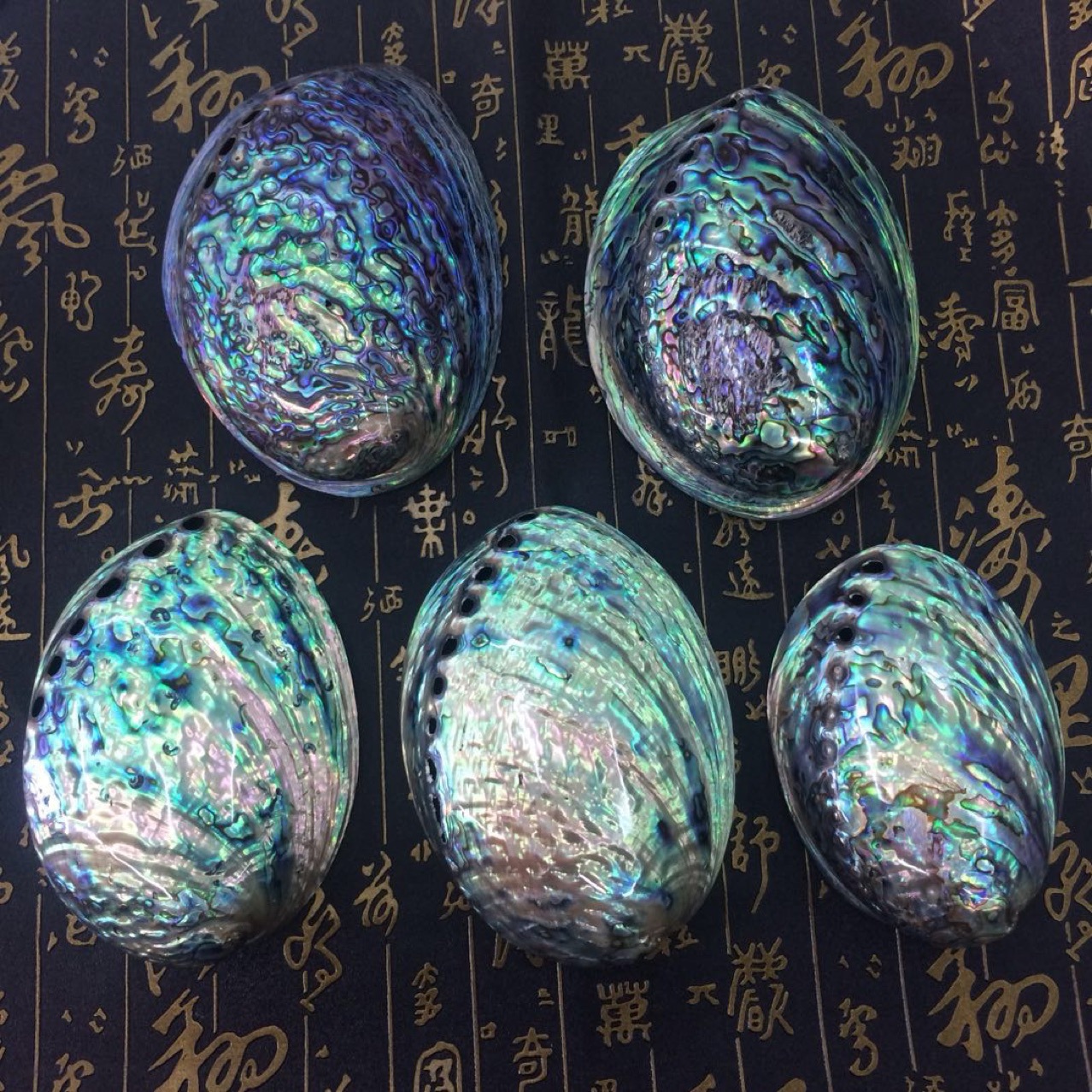 10-13cm新西兰鲍鱼贝 鱼缸水族天然贝壳 蓝色鲍鱼壳 贝壳 鲍鱼壳