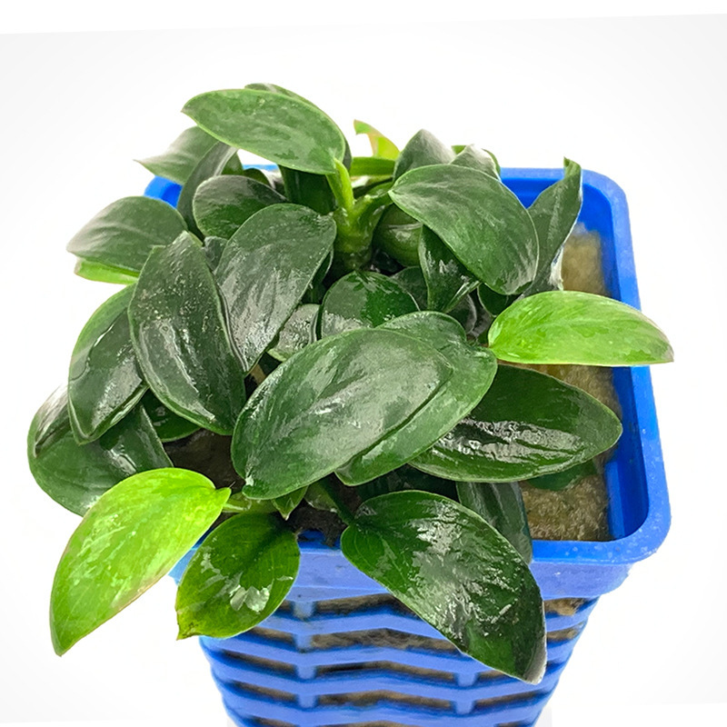 袖珍迷你小榕水草无土植物后景草真水草鱼缸水族箱造景水草