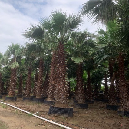 棕榈树老人葵华棕基地批发行道树景观树老人葵3-5米杆规格-阿里巴巴