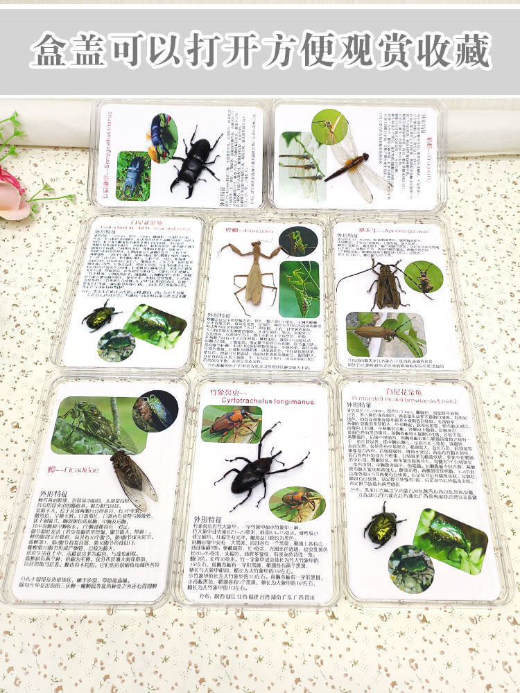 kt44批发盒装完整昆虫标本蜻蜓彩图详情介绍装饰摆件相框科普展教