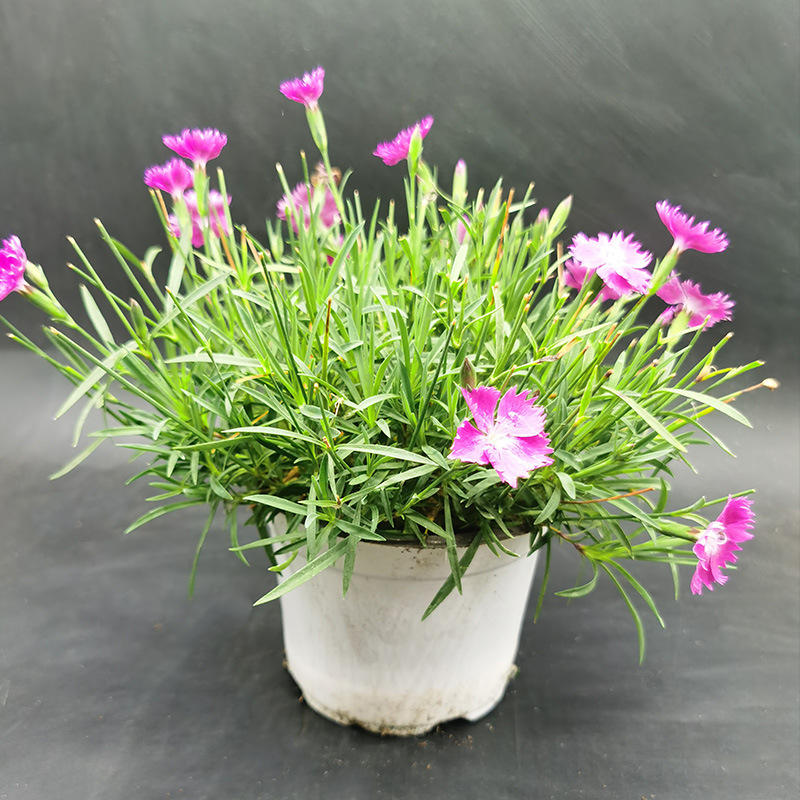 高山石竹 初吻 欧石竹粉贝 【克拉香草】耐寒 庭院 耐热地被