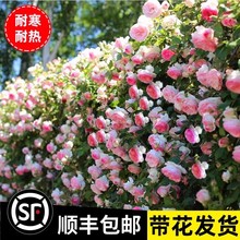 蔷薇花苗藤本月季爬藤四季开墙微花特大树苗浓香龙沙玫瑰花卉盆栽