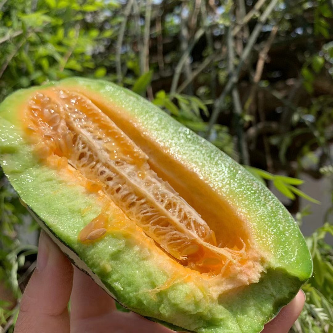 【顺丰包邮】【博洋9号甜瓜】净重4.5斤装