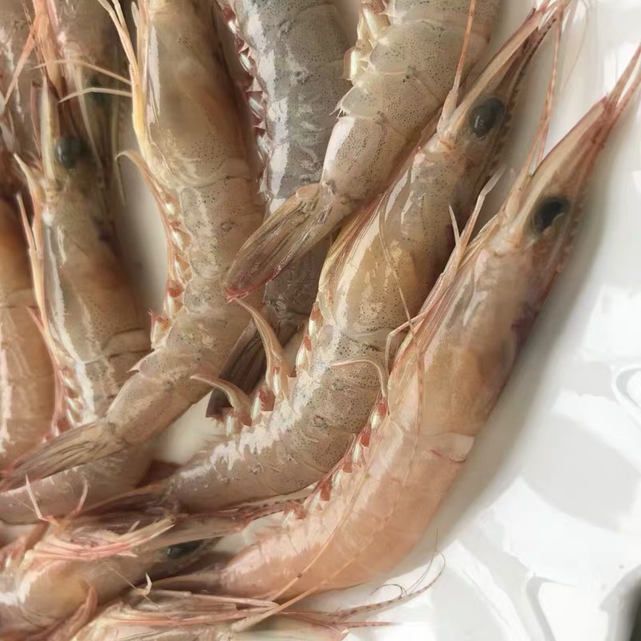 鹰爪虾 鹰虾超级大 滑皮虾硬壳剑虾 蛎虾 新鲜活3斤包邮