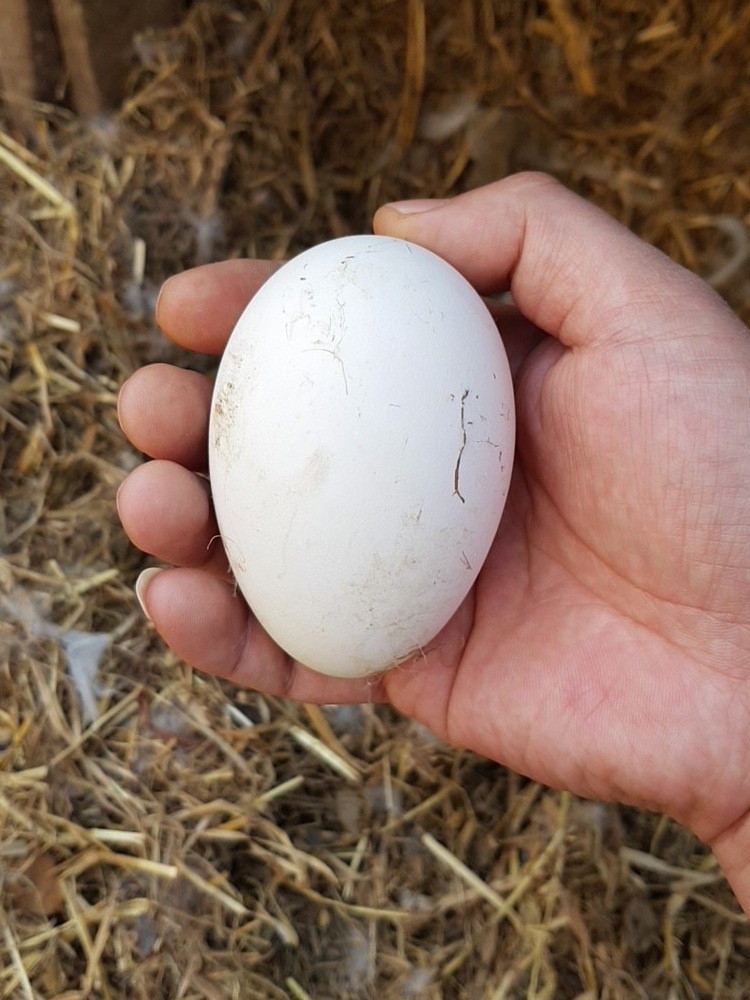 求购种鹅蛋