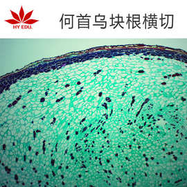 显微镜配套生物切片单片可售何首乌块根横切中草药植物玻片标本