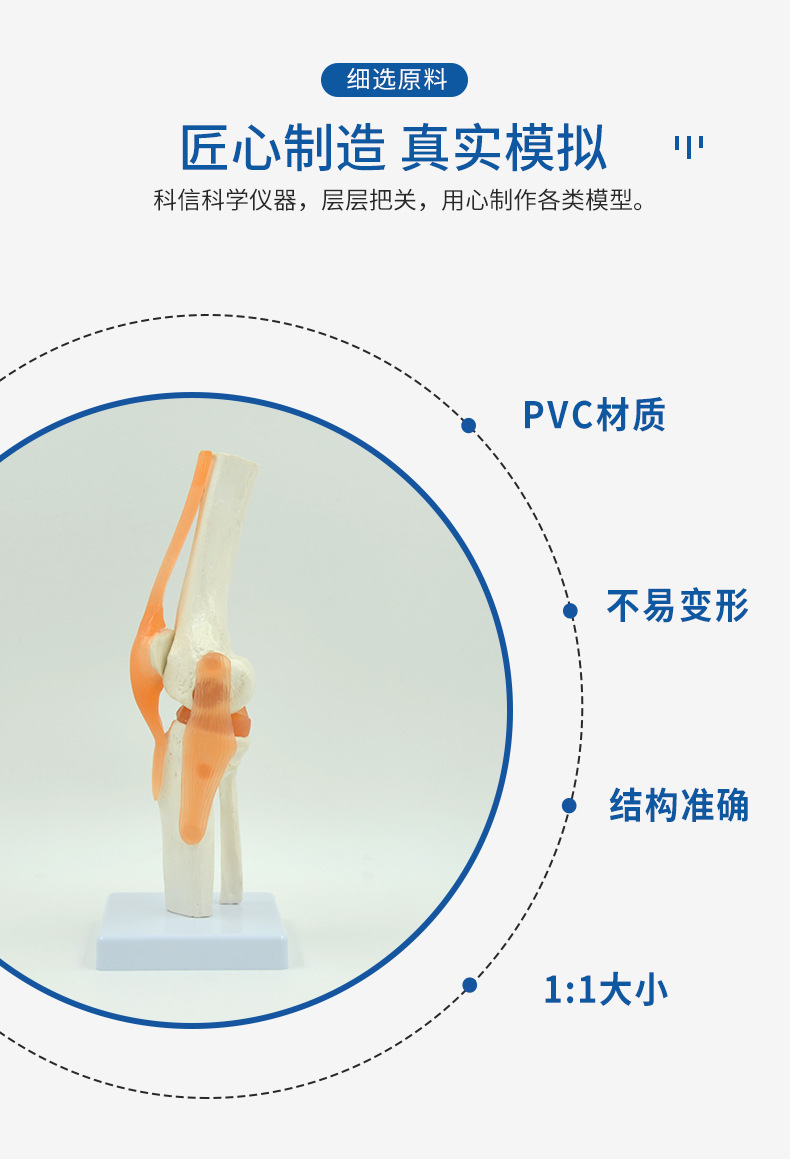 厂家供应 膝关节模型可弯曲十字韧带半月板医用教学模型礼品1比1