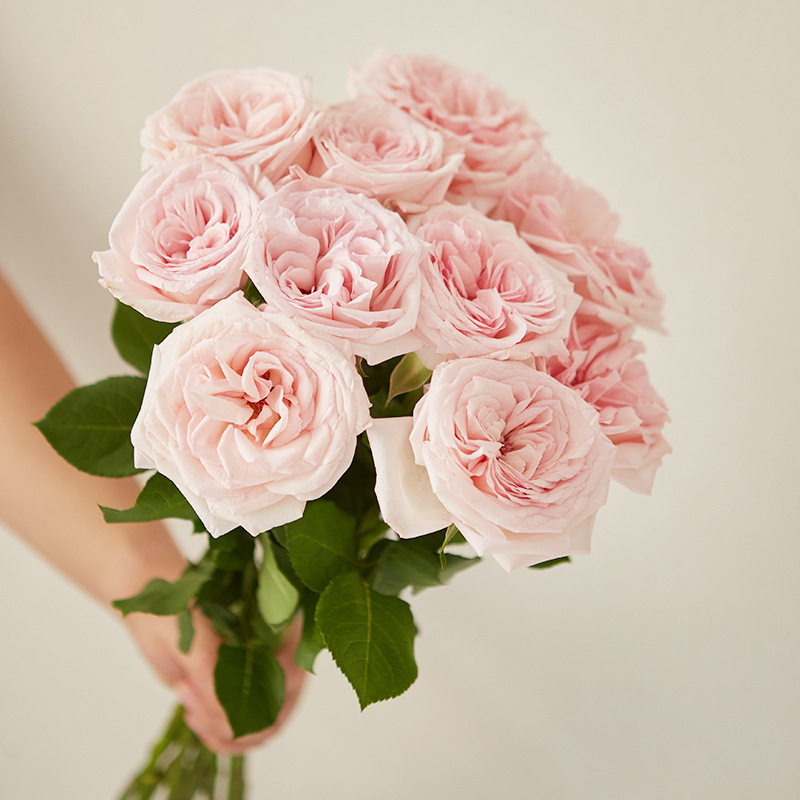云南鲜花基地直发粉荔枝白荔枝玫瑰花昆明鲜切花花束家用水养真花