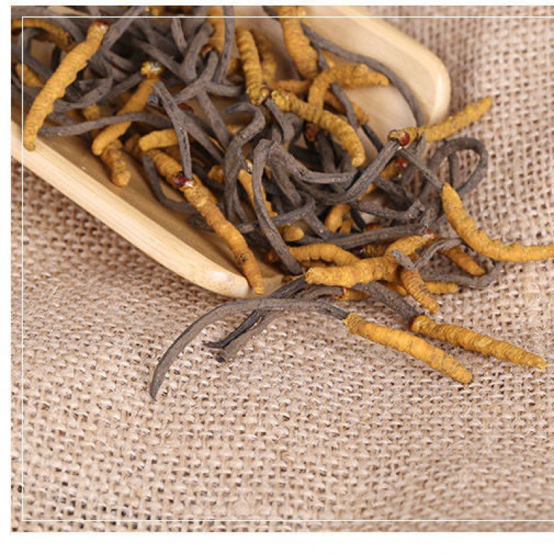 冬虫夏草 虫草2根1克 四川虫草 滋补生材 虫草花干货泡酒料-阿里巴巴