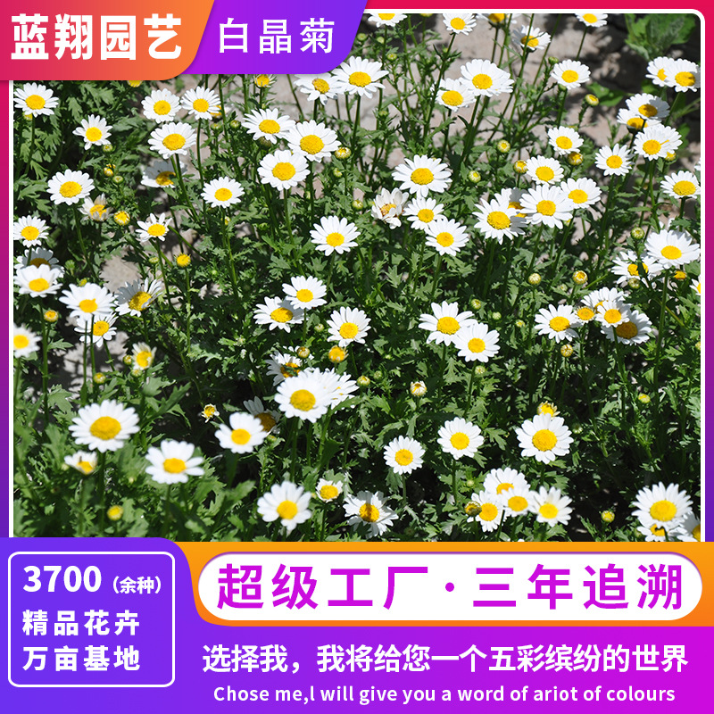 爆款推荐白晶菊种子小白菊种子花境搭配造景装饰多年生草本高成活