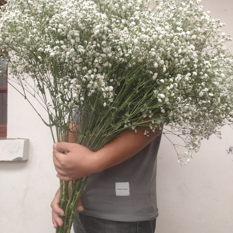 品种满天星品牌other是否染色未染色用途装饰墙面包装方式见详情规格