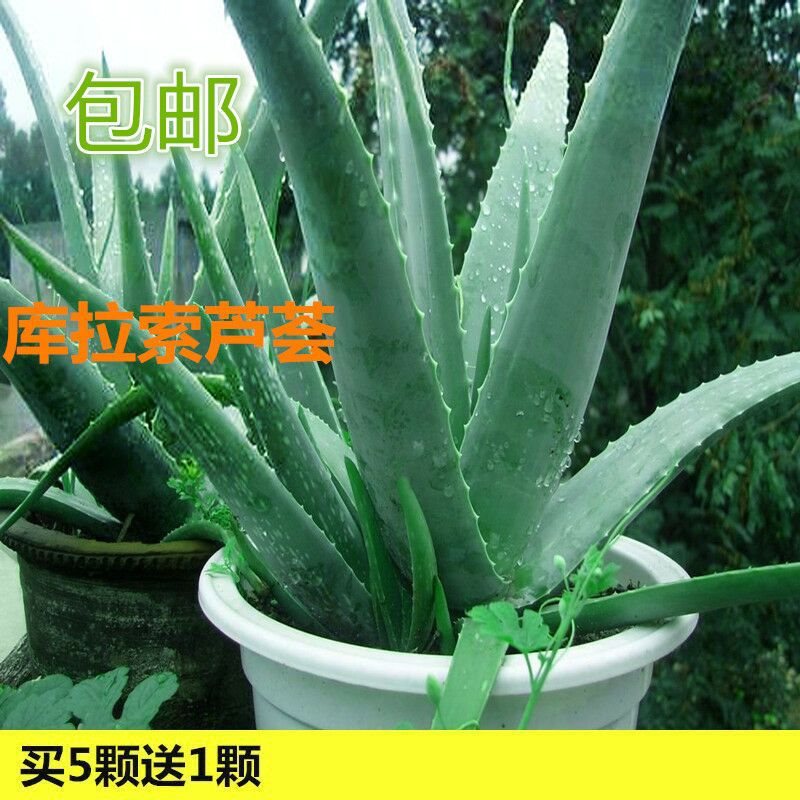 库拉索芦荟美容补水芦荟盆栽可食用芦荟植物芦荟苗灌肤多肉植物