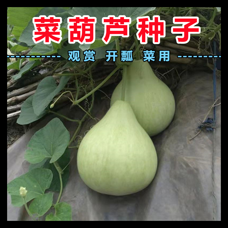 农家菜葫芦籽种食用菜葫芦种籽甜瓠子瓜种子圆瓢菜瓠瓜籽蔬菜种孑