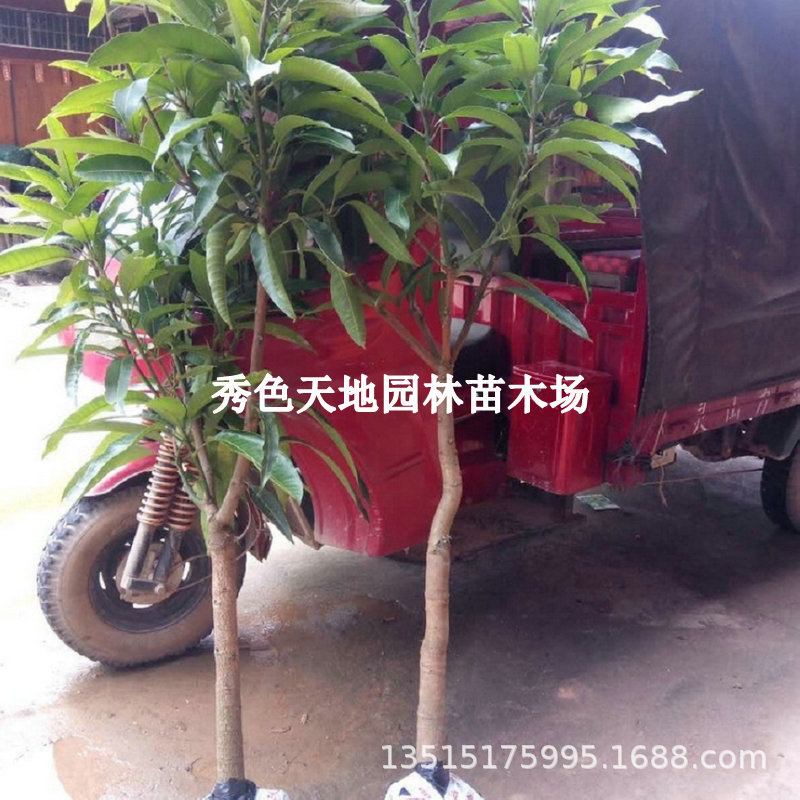 广西嫁接芒果树苖贵妃芒四季芒金煌芒果树苗南方当年结果盆栽地栽