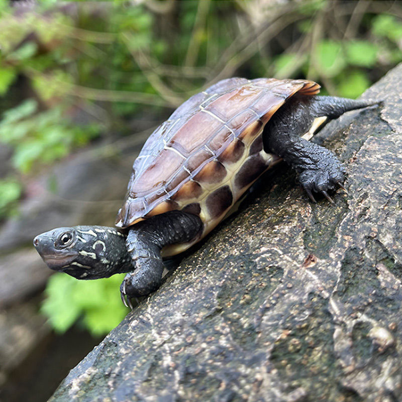 小乌龟宠物龟本地草龟养殖场直接发的好养乌龟放养金线龟冷水外塘