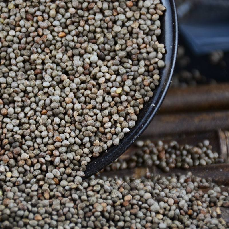 22年贵州酥麻籽精选农家黑苏麻引子油性酥麻乌蒙糖苏麻籽紫苏麻