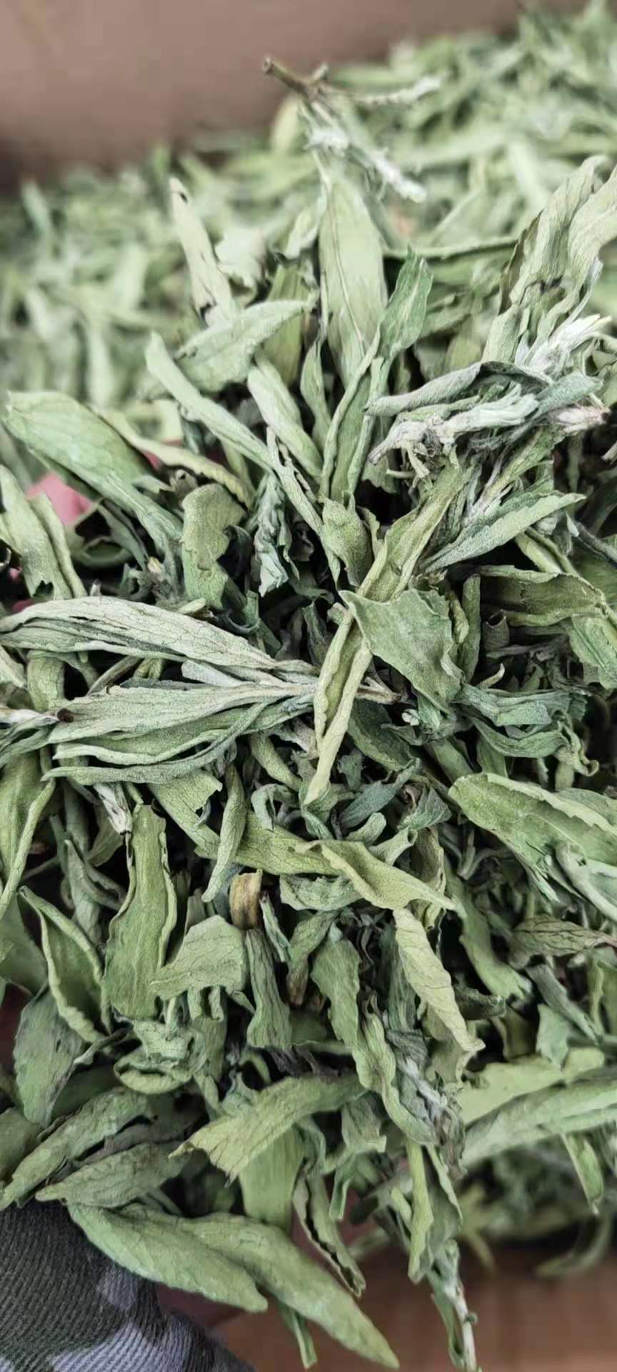 批发 甜叶菊干叶甜菊叶花草茶甜叶菊干叶 散装甜菊叶 亳州芳苑