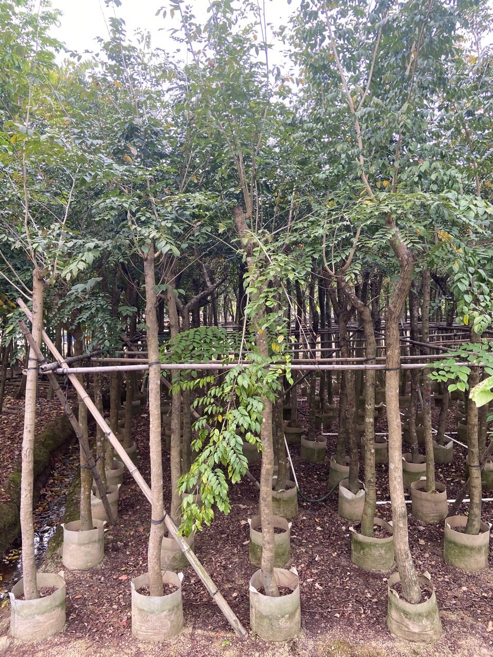 正宗海南黄花梨树 广东海南黄花梨树苗 绿化苗木基地